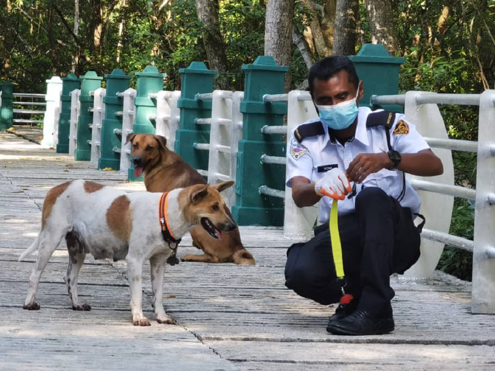Dog Elimination