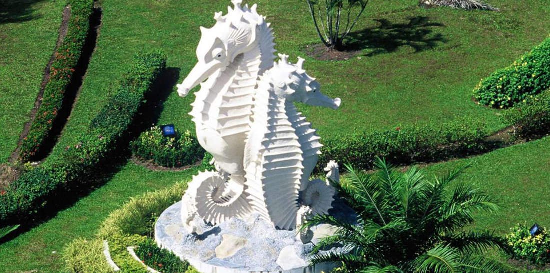 Seahorse image